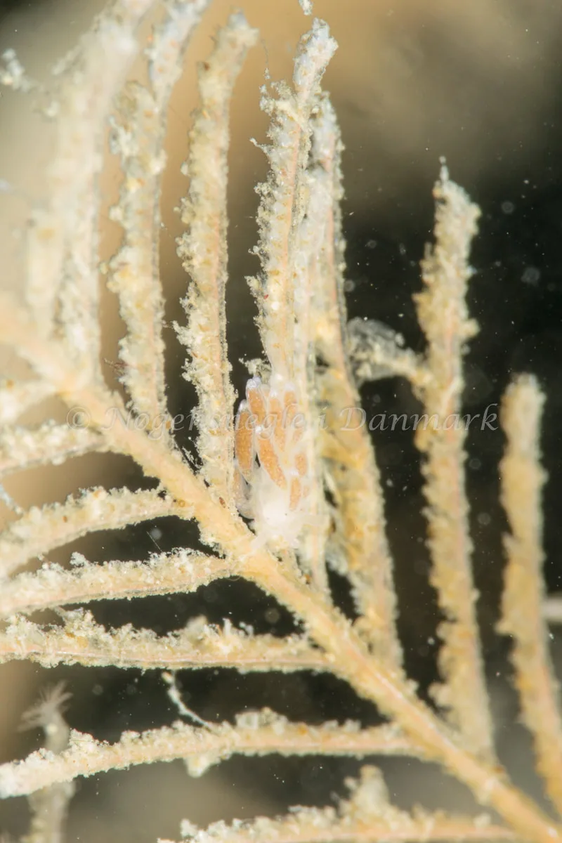 Cuthonella concinna - Lyngsbo Strand - Foto: Poul Erik Rasmussen