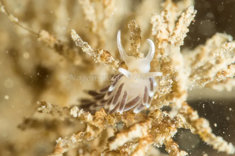Cuthonella concinna - Lyngsbo Strand - Foto: Poul Erik Rasmussen