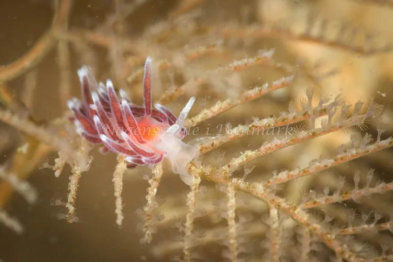 Cuthonella concinna - Ammoniakhavnen - Foto: Poul Erik Rasmussen