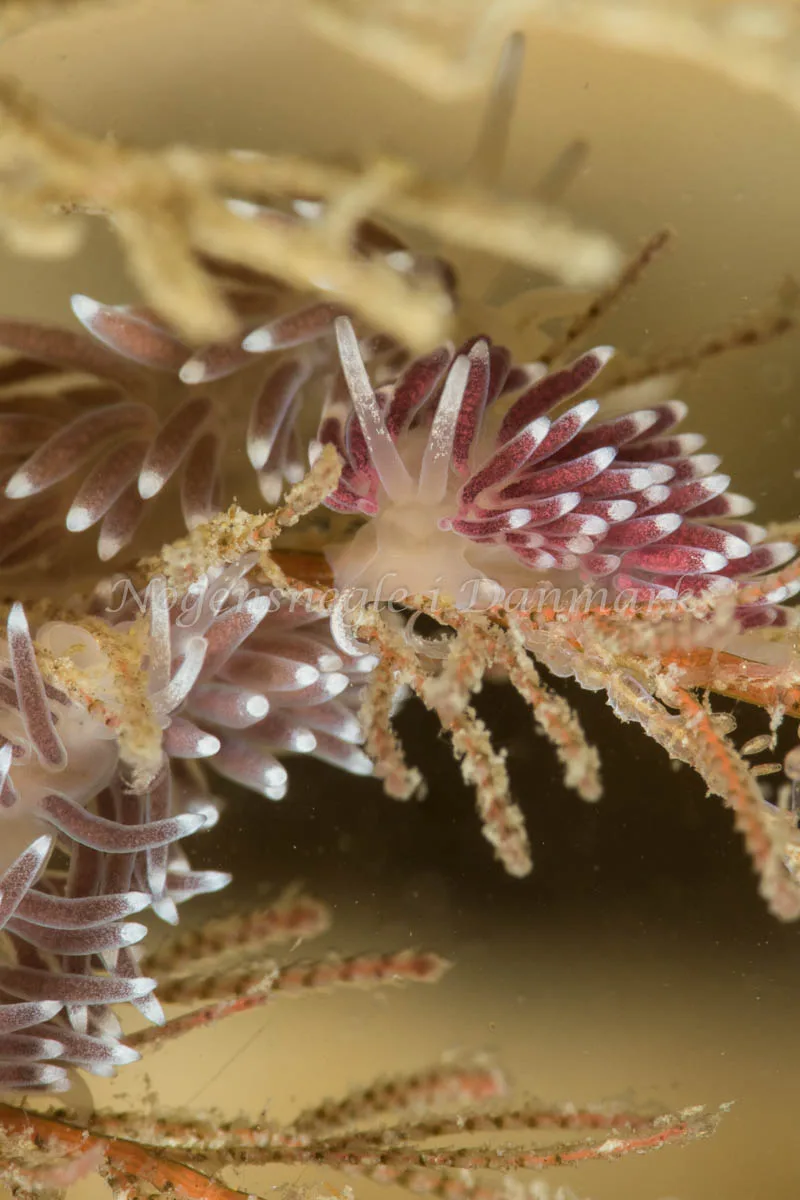 Cuthonella concinna - Ammoniakhavnen - Foto: Poul Erik Rasmussen