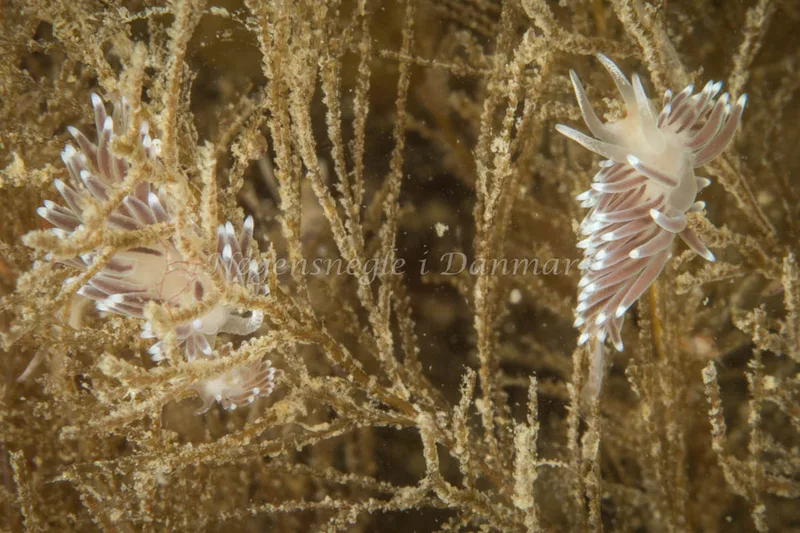 Cuthonella concinna - Ammoniakhavnen - Foto: Poul Erik Rasmussen