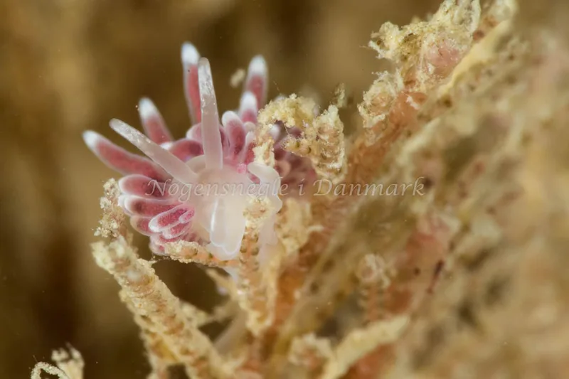 Cuthonella concinna - Ammoniakhavnen - Foto: Poul Erik Rasmussen