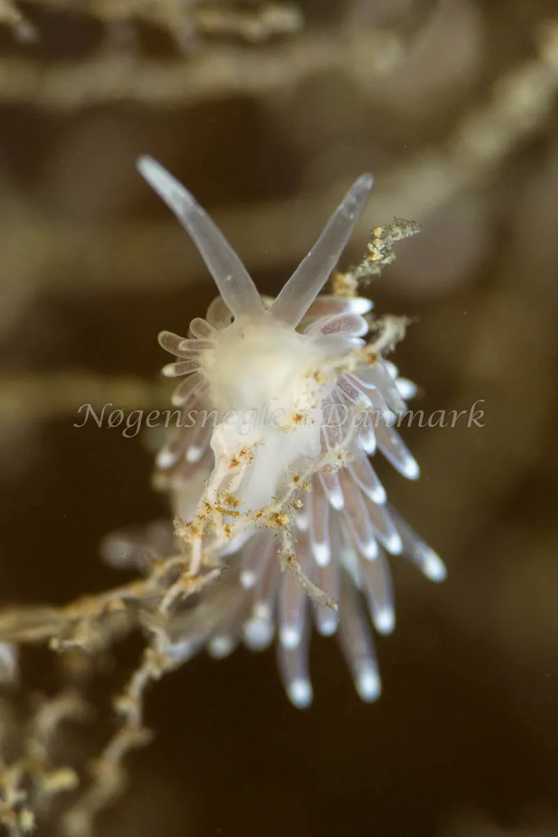 Cuthonella concinna - Tjærepletten - Foto: Poul Erik Rasmussen