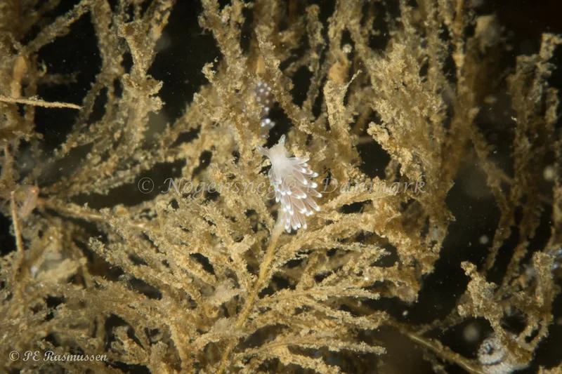 Cuthonella concinna - Marsvinet - Foto: Poul Erik Rasmussen