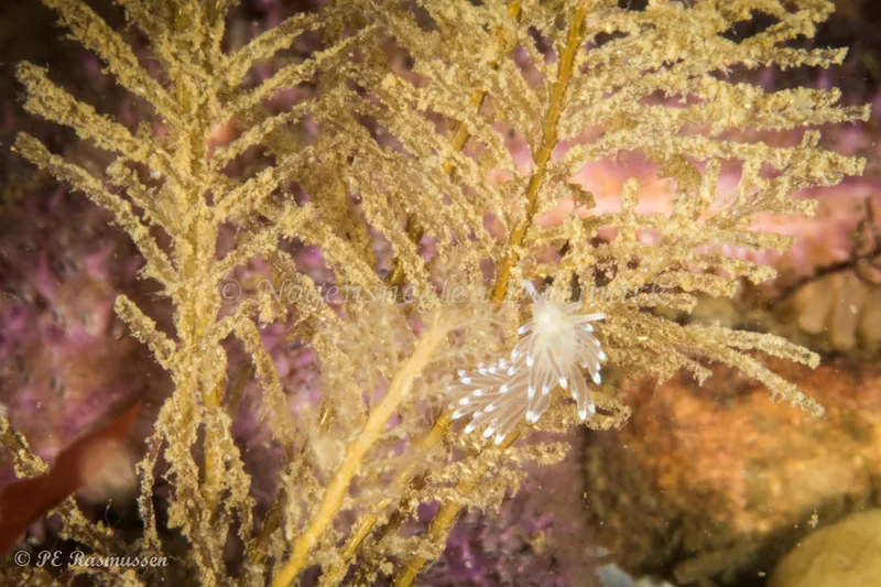 Cuthonella concinna - Marsvinet - Foto: Poul Erik Rasmussen