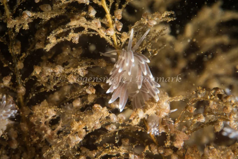 Cuthonella concinna - Strib Havn - Foto: Poul Erik Rasmussen