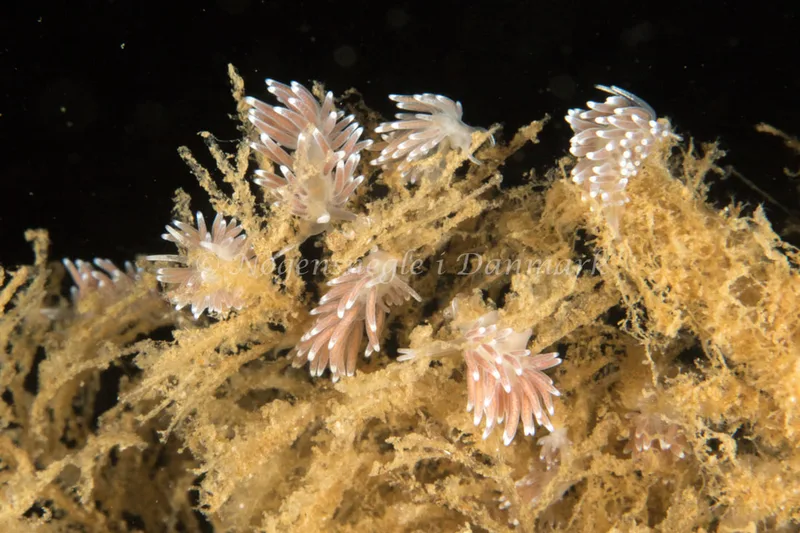 Cuthonella concinna - Strib Havn - Foto: Poul Erik Rasmussen
