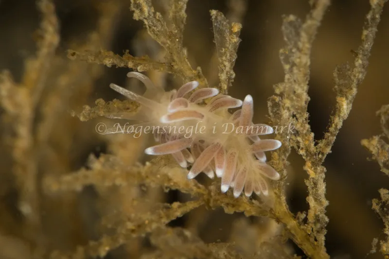 Cuthonella concinna - Tjærepletten - Foto: Poul Erik Rasmussen