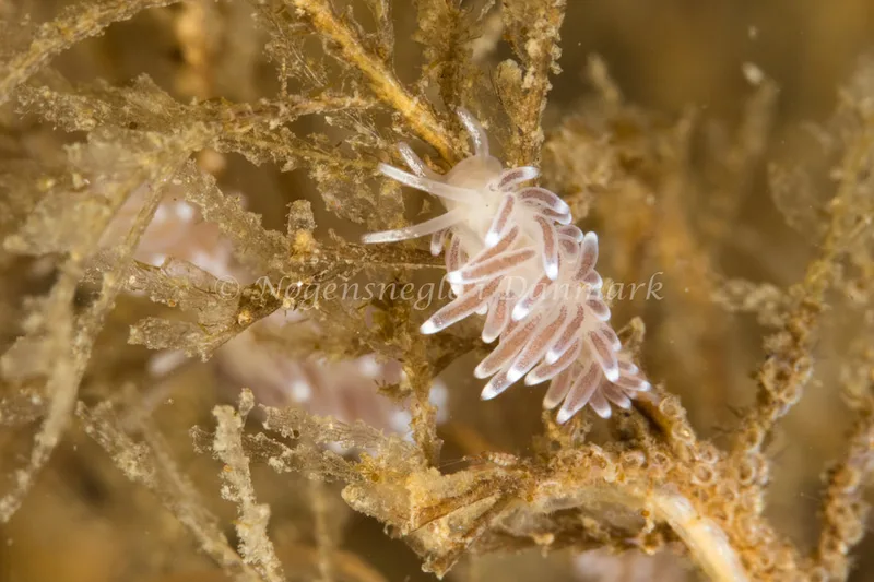 Cuthonella concinna - Tjærepletten - Foto: Poul Erik Rasmussen