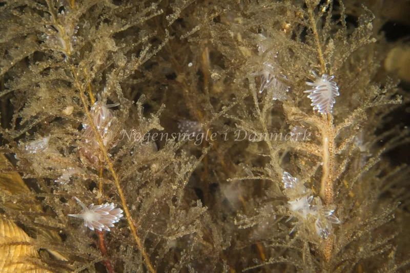 Cuthonella concinna - Tjærepletten - Foto: Poul Erik Rasmussen