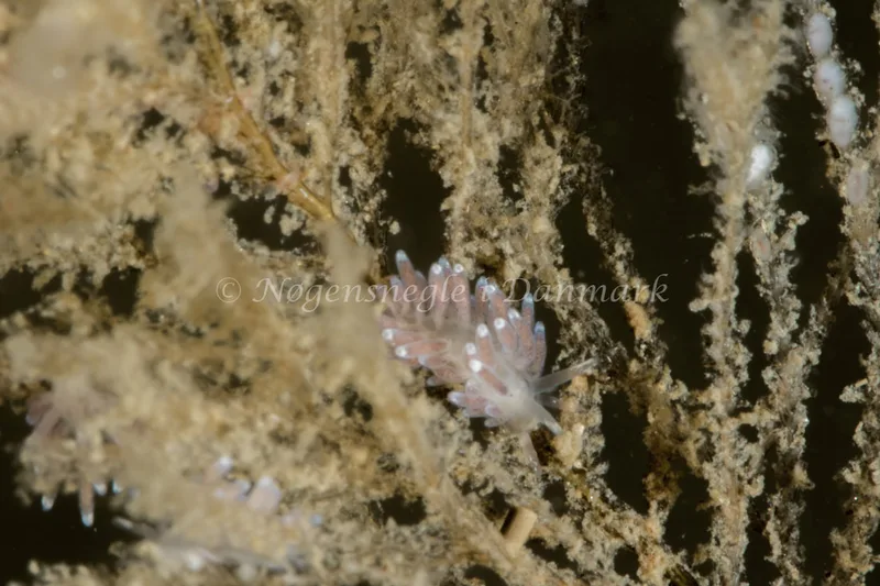 Cuthonella concinna - Dykkerklubben Marsvinet - Foto: Poul Erik Rasmussen