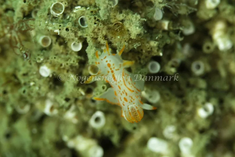Polycera quadrilineata - Barken (Vrag) ved Saltum Strand - Foto: Ib Sørensen