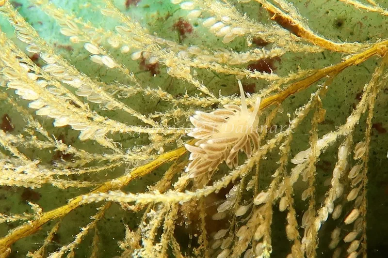 Cuthonella concinna - Lyngsbo Strand - Foto: AnneKatrine Frederiksen