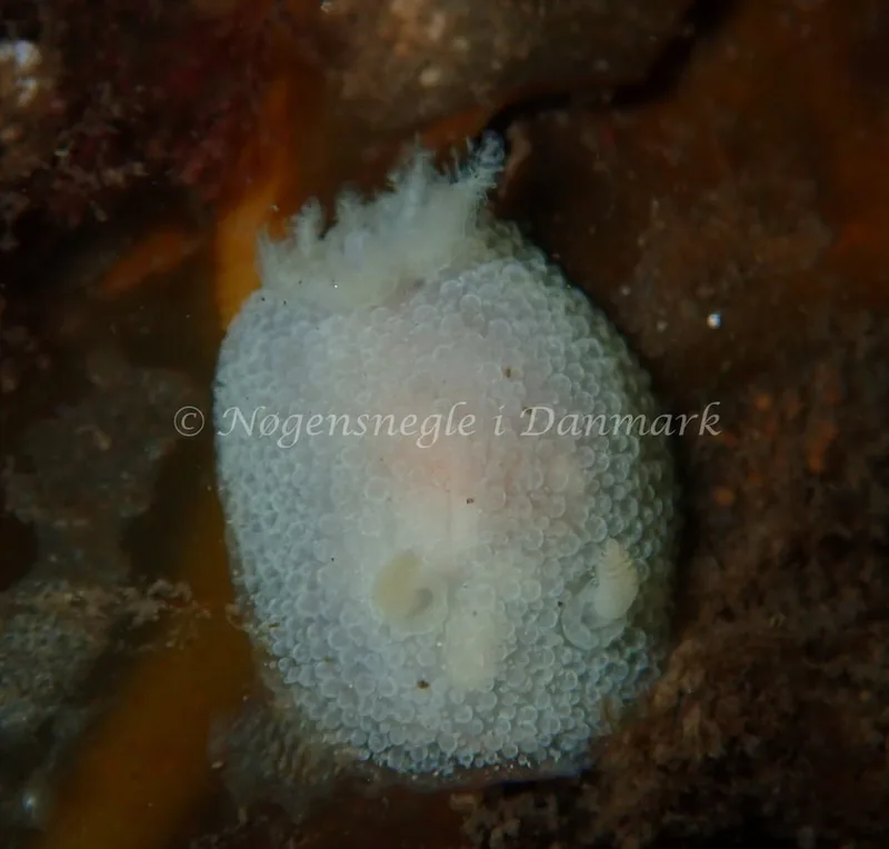 Acanthodoris pilosa - Havheksen - Foto: Luna Fomsgaard