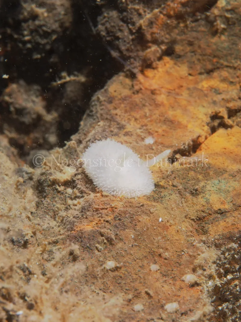 Acanthodoris pilosa - Ammoniakhavnen - Foto: Michael Christensen