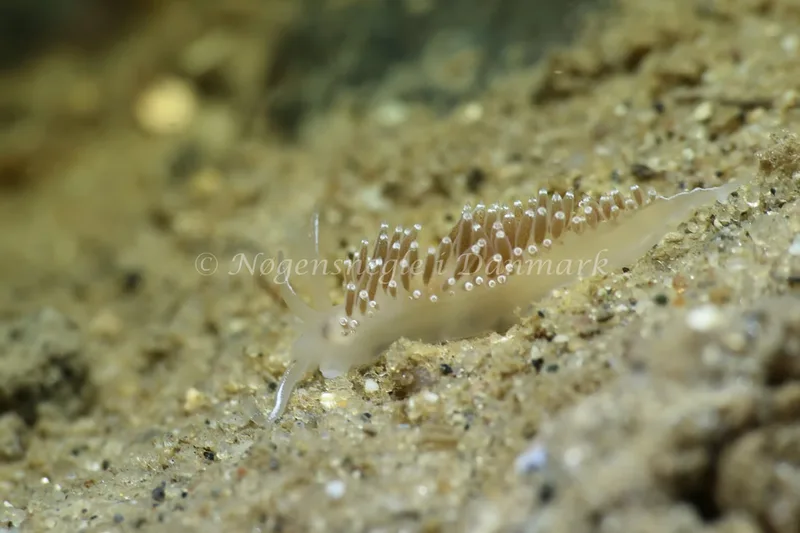 Coryphella verrucosa - Lyngsbo Strand - Foto: AnneKatrine Frederiksen