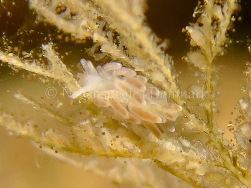 Cuthonella concinna - Søbadet stenrev, Lillebælt - Foto: HP Ølgaard