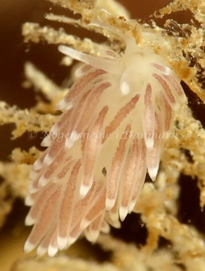 Cuthonella concinna - Ammoniakhavnen - Foto: Søren Skov Nielsen