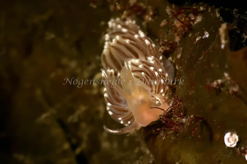 Facelina bostoniensis - Lyngs Odde - Foto: AnneKatrine Frederiksen