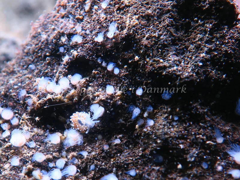 Coryphella verrucosa - Lyngsbo Strand - Foto: HP Ølgaard