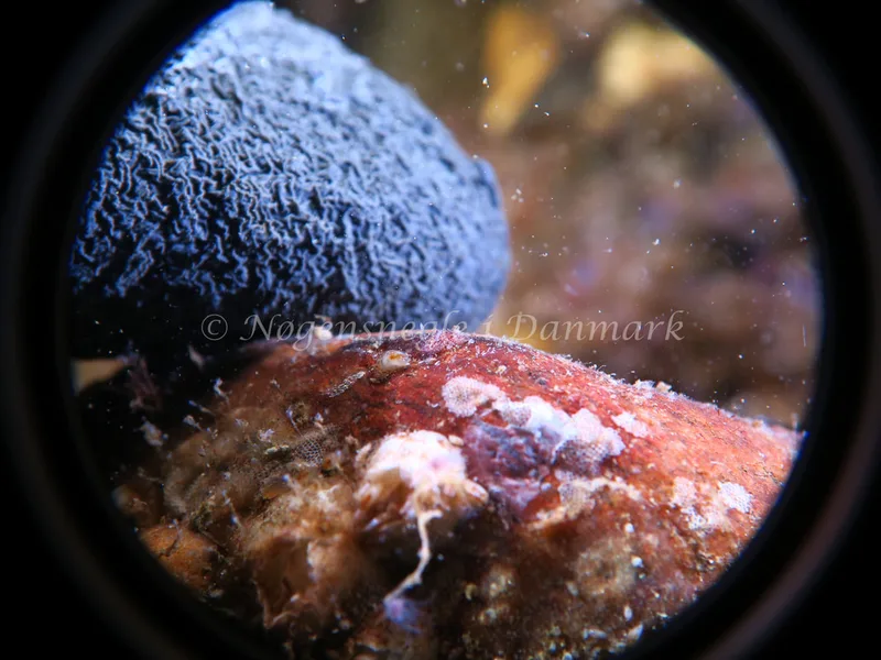 Acanthodoris pilosa - Søbadet Stenrev - Foto: HP Ølgaard