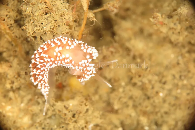 Coryphella verrucosa - Navigator S/S - Foto: Ib Sørensen