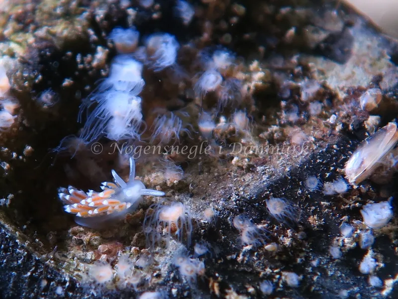 Coryphella verrucosa rufibranchialis - Lyngsbo Strand - Foto: HP Ølgaard
