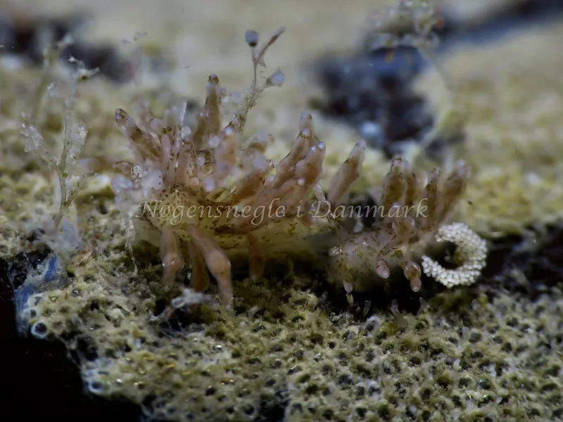 Eubranchus exiguus - Tjærepletten - Foto: HP Ølgaard