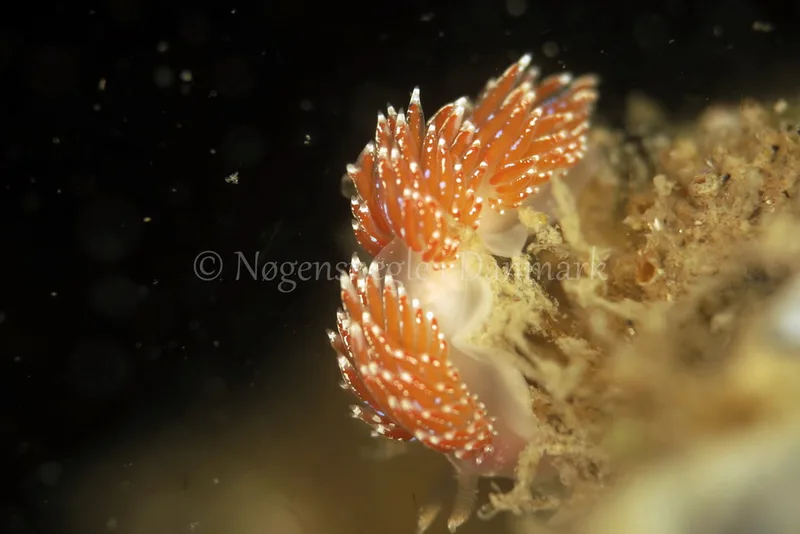 Facelina auriculata - Vrag ved Løkken - Foto: Ib Sørensen