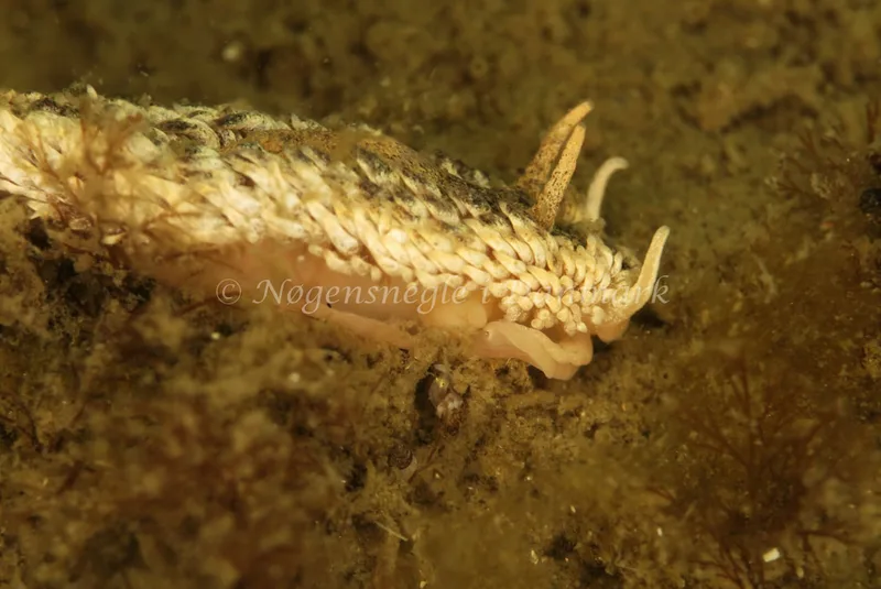 Aeolidia papillosa - Sydmolen, Skagen - Foto: Ib Sørensen