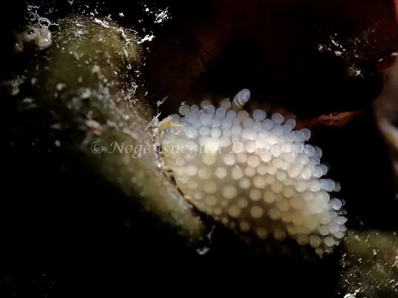 Onchidoris muricata - Ammoniakhavnen - Foto: Hp ølgaard