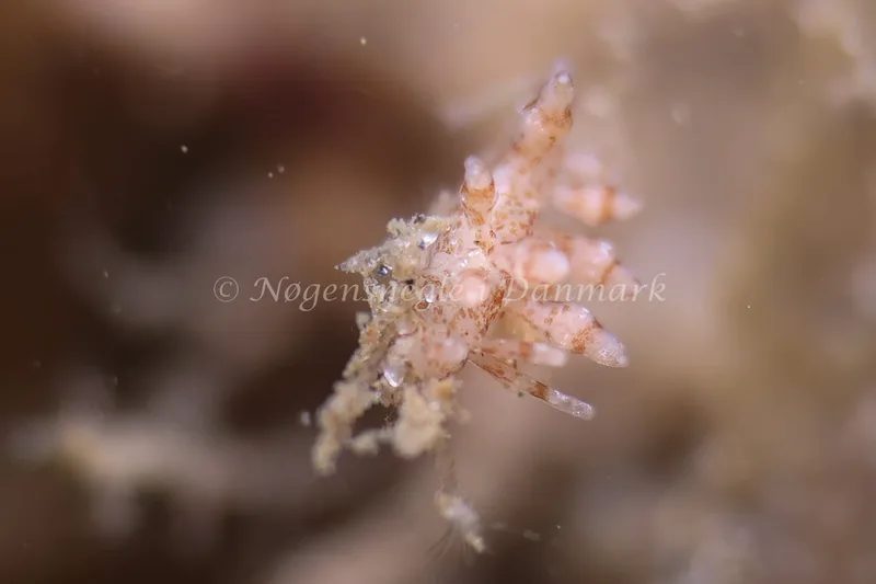 Eubranchus exiguus - Lyngsbo Strand - Foto: AnneKatrine Frederiksen