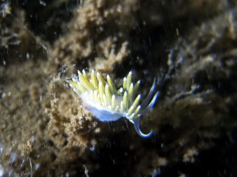 Billede af nøgensneglen Zelentia pustulata