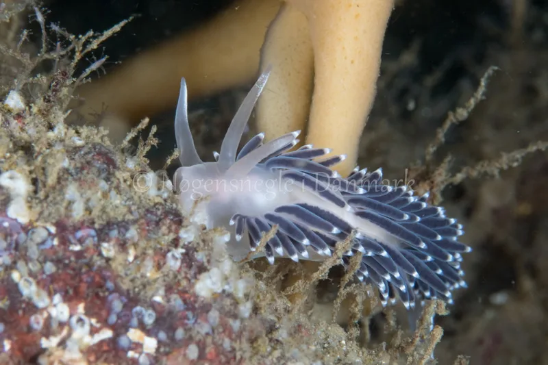Coryphella verrucosa - Sønderborg Havn - Foto: Poul Erik Rasmussen