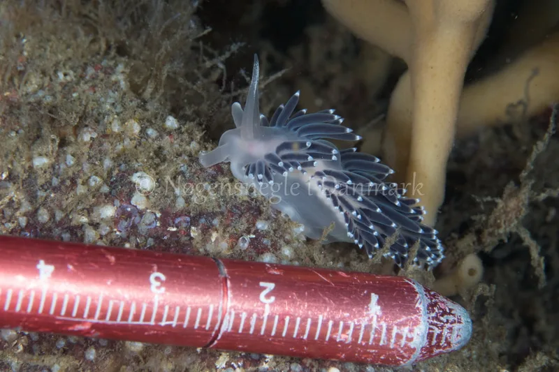 Coryphella verrucosa - Sønderborg Havn - Foto: Poul Erik Rasmussen