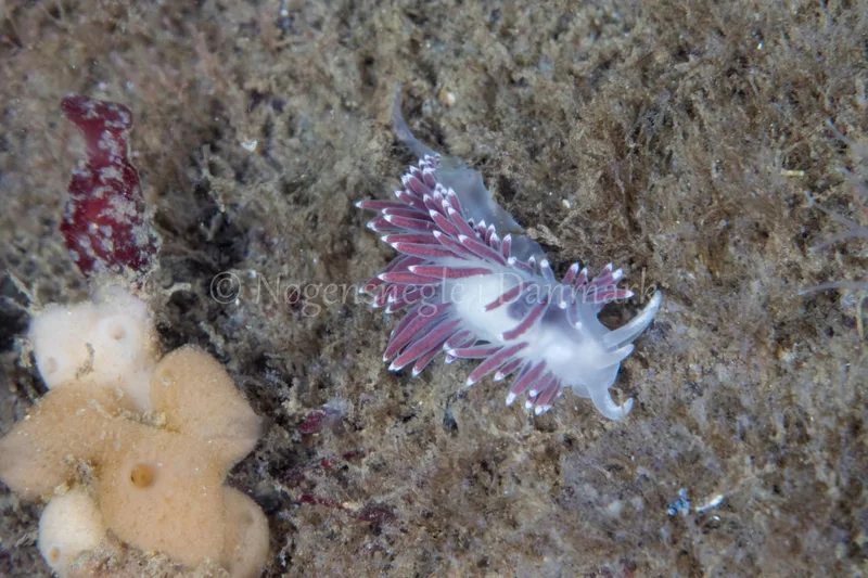 Coryphella verrucosa - Sønderborg Havn - Foto: Poul Erik Rasmussen