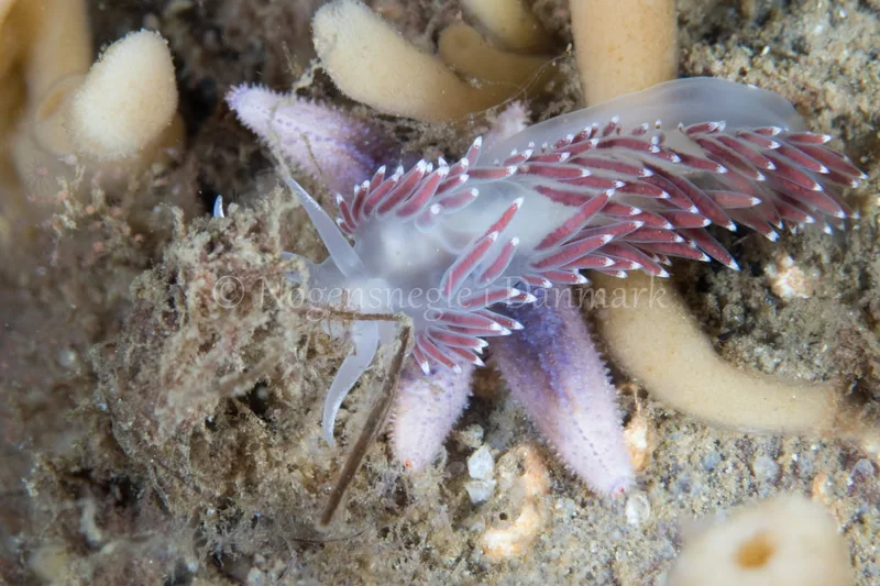 Coryphella verrucosa - Sønderborg Havn - Foto: Poul Erik Rasmussen