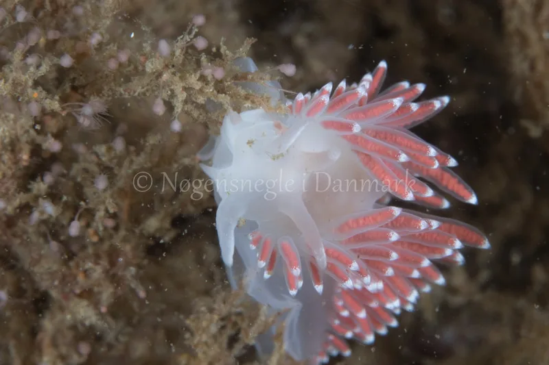 Coryphella verrucosa - Sønderborg Havn - Foto: Poul Erik Rasmussen