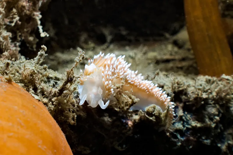 Coryphella verrucosa - Prammen, Aarhusbugten - Foto: Klaus Kevin Kristensen