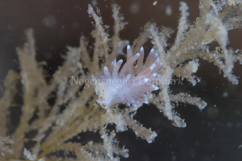 Cuthonella concinna - Kongebrogaarden - Foto: Poul Erik Rasmussen