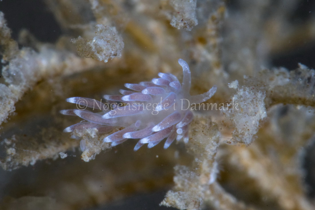 Cuthonella concinna - Kongebrogaarden - Foto: Poul Erik Rasmussen