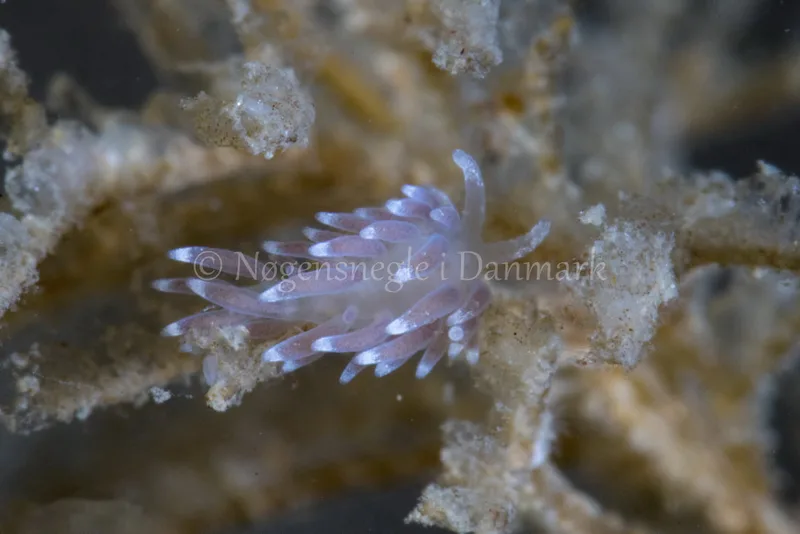 Cuthonella concinna - Kongebrogaarden - Foto: Poul Erik Rasmussen