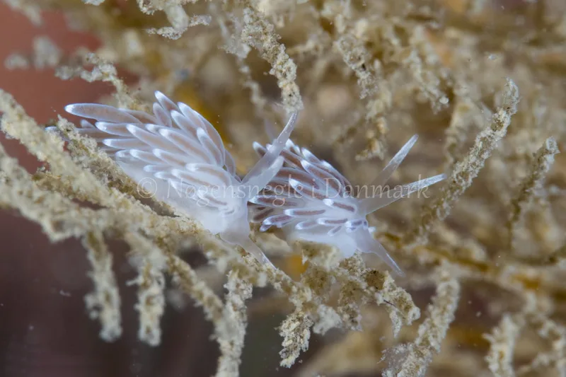 Cuthonella concinna - Kongebrogaarden - Foto: Poul Erik Rasmussen