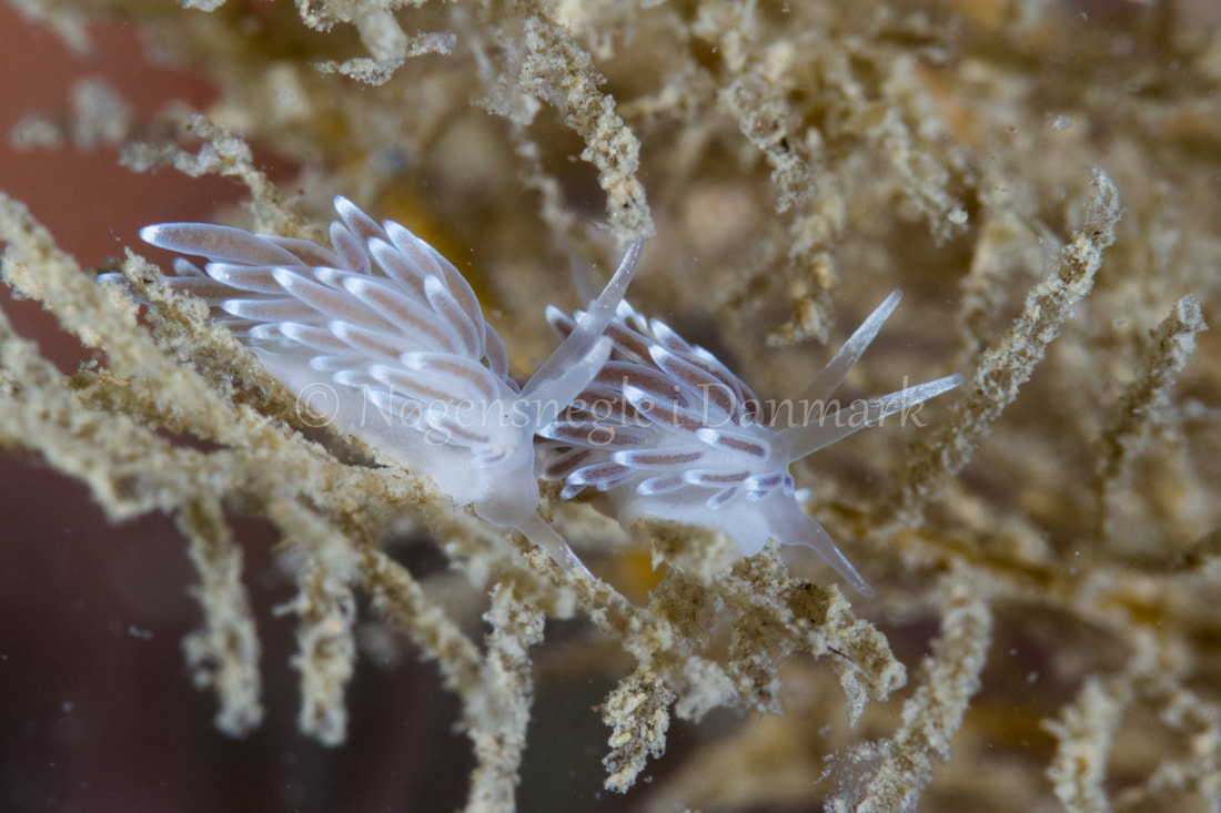 Cuthonella concinna - Kongebrogaarden - Foto: Poul Erik Rasmussen
