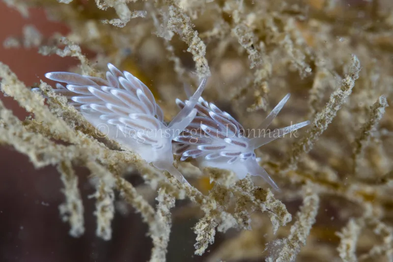 Cuthonella concinna - Kongebrogaarden - Foto: Poul Erik Rasmussen