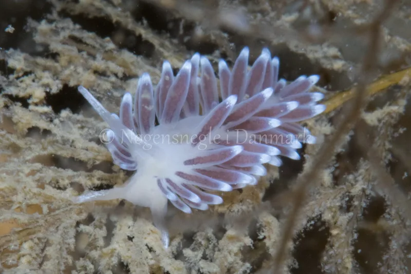 Cuthonella concinna - Kongebrogaarden - Foto: Poul Erik Rasmussen