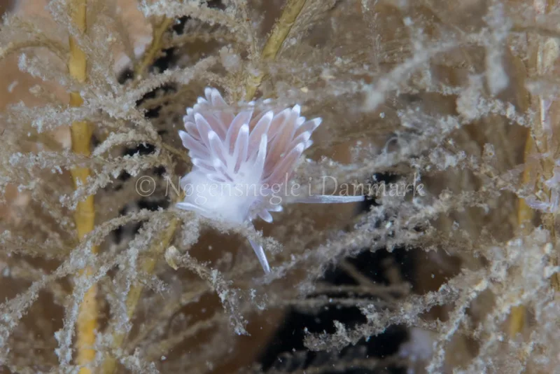 Cuthonella concinna - Kongebrogaarden - Foto: Poul Erik Rasmussen