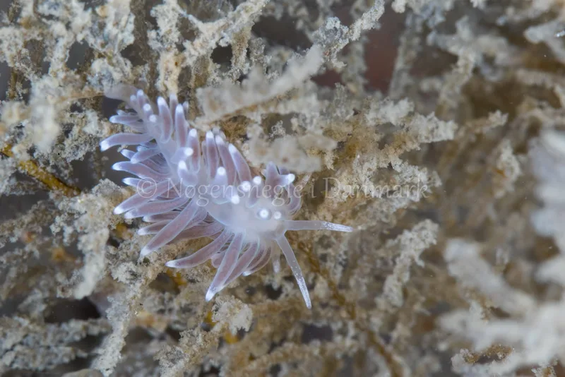 Cuthonella concinna - Dykkerklubben Marsvinet - Foto: Poul Erik Rasmussen
