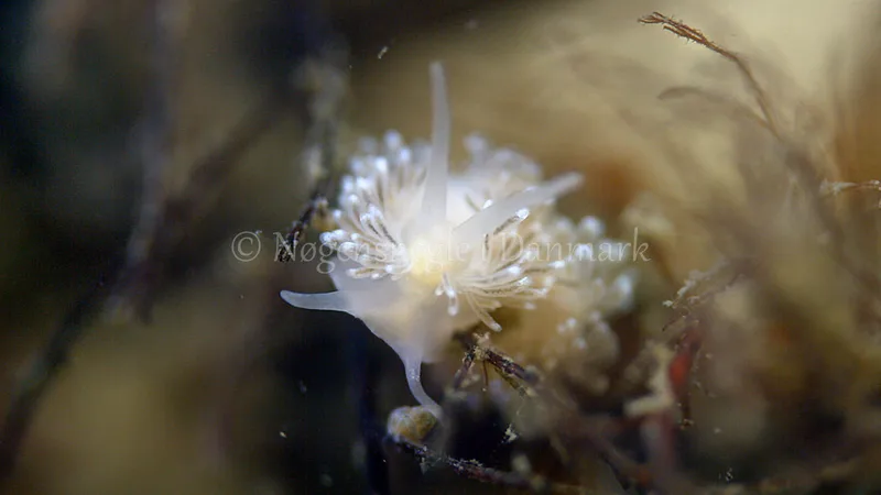 Cuthonella concinna - Trykkerdammen - Foto: Thomas Blume
