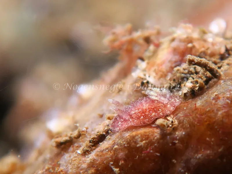 Acanthodoris pilosa - Lyngsbo Strand - Foto: HP Ølgaard